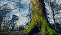 Mighty roots of a majestic old beech tree in a deciduous forest with beautiful light Royalty Free Stock Photo