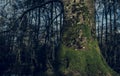 Mighty roots of a majestic old beech tree in a deciduous forest with beautiful light Royalty Free Stock Photo