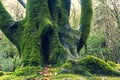 Mighty roots of a majestic old beech tree in a deciduous forest with beautiful light Royalty Free Stock Photo