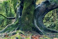 Mighty roots of a majestic old beech tree in a deciduous forest with beautiful light Royalty Free Stock Photo