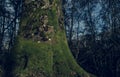 Mighty roots of a majestic old beech tree in a deciduous forest with beautiful light Royalty Free Stock Photo