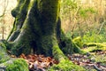 Mighty roots of a majestic old beech tree in a deciduous forest with beautiful light Royalty Free Stock Photo