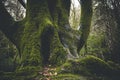 Mighty roots of a majestic old beech tree in a deciduous forest with beautiful light Royalty Free Stock Photo