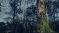 Mighty roots of a majestic old beech tree in a deciduous forest with beautiful light Royalty Free Stock Photo