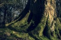 Mighty roots of a majestic old beech tree in a deciduous forest with beautiful light Royalty Free Stock Photo