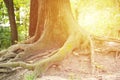 Mighty roots of an old tree in green forest in daytime