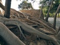 The mighty roots of the tree entangle the slope of the hill