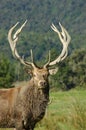 Mighty stag Royalty Free Stock Photo