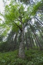 Mighty sycamore tree Acer pseudoplatanus in the natural forest of the Carpathian Mountains. Sycamore maple tree trunk with branc Royalty Free Stock Photo