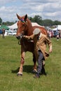 Mighty tan brown shire Suffolk Punch horse with ribbon on mane and tail, with its owner, vertical