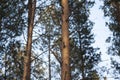 Mighty beautiful pine trunks