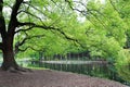 Mighty tree with green leaves Royalty Free Stock Photo