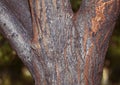 Mighty tree with a split trunk