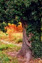 A mighty tree trunk entwined with ivy.