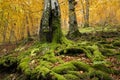 Mighty trees in autumn