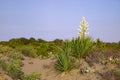 Landscape with wild Yucca plant in full bloom on the italian beach. Coastal vegetation, desert plants. Migliarino san rossore Nati