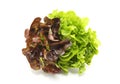 Mignonette Lettuce Royalty Free Stock Photo