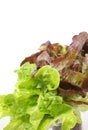 Mignonette Lettuce Royalty Free Stock Photo