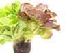 Mignonette Lettuce Royalty Free Stock Photo