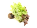 Mignonette Lettuce Royalty Free Stock Photo