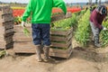 Migrant Agricultural Workers Picking Tulips Royalty Free Stock Photo