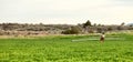 A migrant farm worker moving sprinkler pipe.