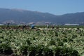 Migrant Farm Workers