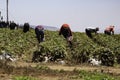 Migrant Farm workers earning a living working the strawberry fields