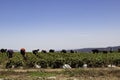 Migrant Farm workers earning a living working the strawberry fields