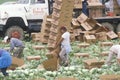 Migrant farm workers harvest