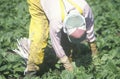 Migrant farmer worker Royalty Free Stock Photo