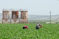 Migrant Farmworkers in California Royalty Free Stock Photo