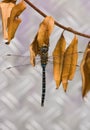 Migrant Hawker Royalty Free Stock Photo