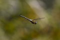 Migrant Hawker Aeshna Mixta Dragonfly in flight Royalty Free Stock Photo