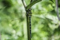 Migrant hawker, Aeshna mixta, large dragonfly sitting on plant s