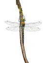 Migrant hawker