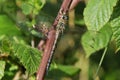 Migrant Hawker Dragonfly