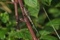 Migrant Hawker Dragonfly