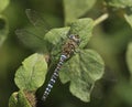Migrant Hawker Dragonfly Royalty Free Stock Photo