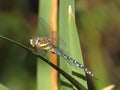 Migrant Hawker Dragonfly Aeshna mixta