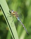 Migrant Hawker Dragonfly Aeshna mixta