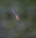 Migrant Hawker Royalty Free Stock Photo