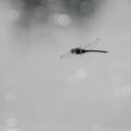Migrant Hawker dragonfly hovering over the water surface Royalty Free Stock Photo