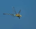 Migrant hawker in Flight Royalty Free Stock Photo