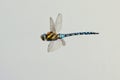 Migrant Hawker Male Dragonfly in flight.