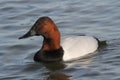 Canvasback Drake on the Choptank River