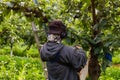 Seasonal worker listens music and picks cherries Royalty Free Stock Photo