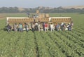 Migrant workers harvest crops