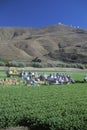 Migrant workers harvest crops Royalty Free Stock Photo