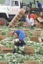 Migrant workers harvest crops Royalty Free Stock Photo